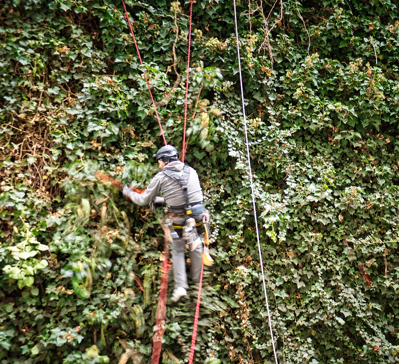 Efeuschnitt-Hoehenarbeiten Loewenstadt-Seilzugangstechnik